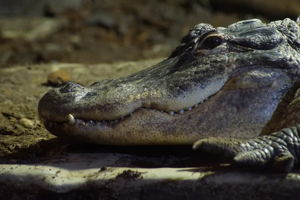 Amerikanischer Alligator - Alligator mississippiensis — Stockfoto