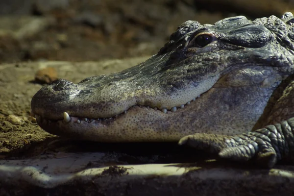 Amerikanischer Alligator - Alligator mississippiensis — Stockfoto