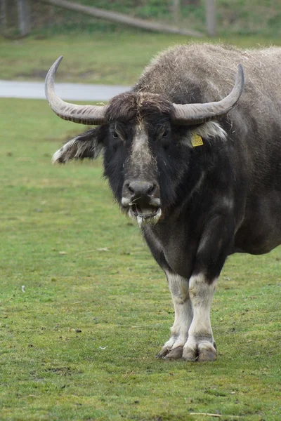 Asian Water Buffalo - Bubalus bubalis — Stock Photo, Image