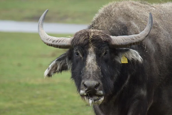 Asian Water Buffalo - Bubalus bubalis — Stock Photo, Image