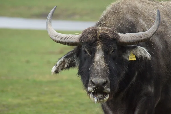 Asian Water Buffalo - Bubalus bubalis — Stock Photo, Image