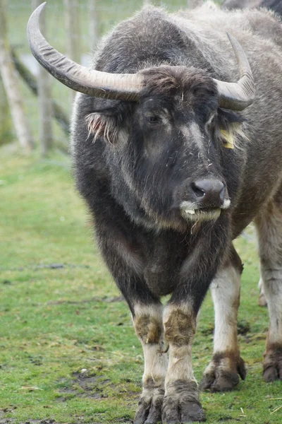 Asian Water Buffalo - Bubalus bubalis — Stock Photo, Image