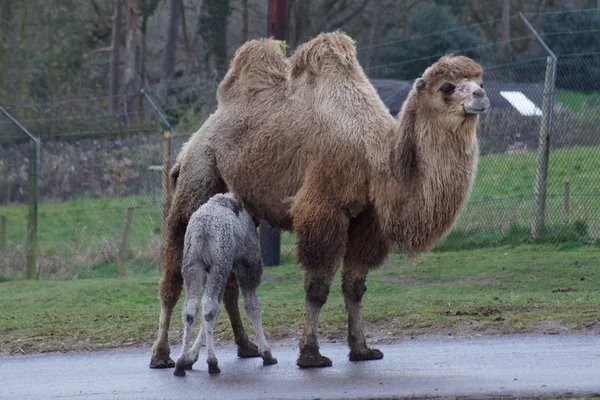 Bactrische Kameel - camelus bactrianus — Stockfoto