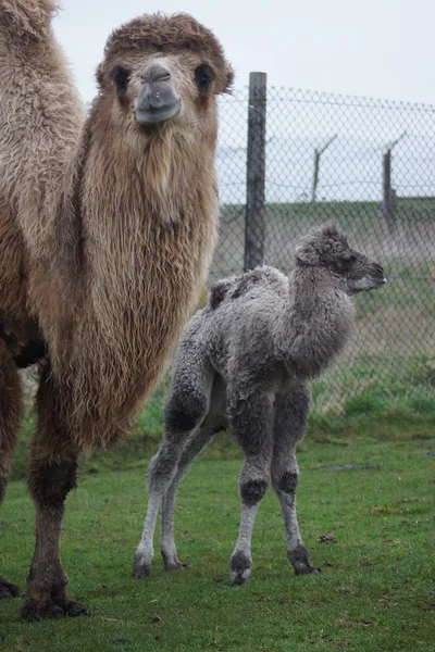 Bactrian Camel - Camelus bactrianus — Stock Photo, Image