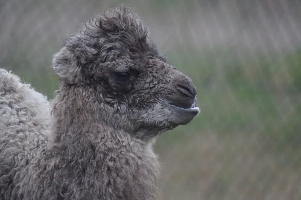 Camello bactriano - Camelus bactrianus — Foto de Stock