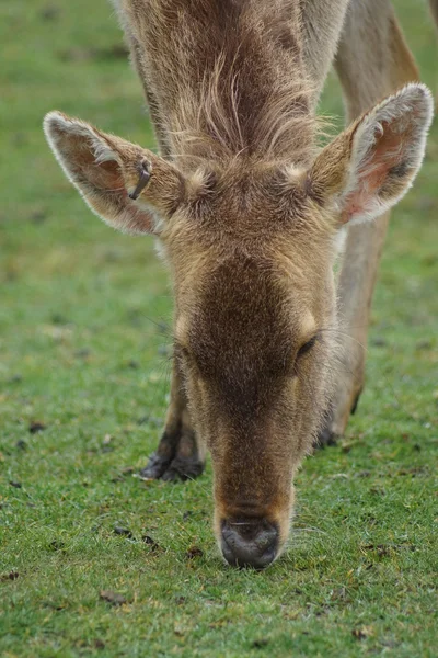 Barasingha - Rucervus duvaucelii —  Fotos de Stock