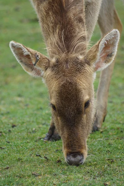 Barasingha - Rucervus duvaucelii — Stock Photo, Image