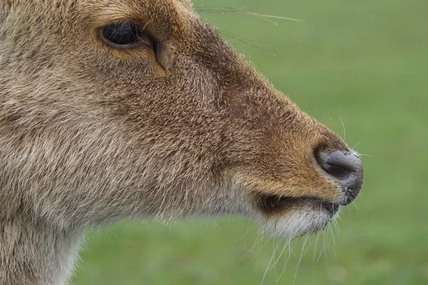 Barasingha - Rucervus duvaucelii — Stock Photo, Image