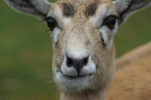 Pato negro - Antilope cervicapra —  Fotos de Stock