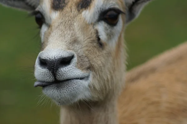 Blackbuck - Antilope cervicapra — Stockfoto