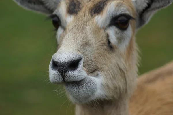 Антилопа гарна - Antilope cervicapra — стокове фото