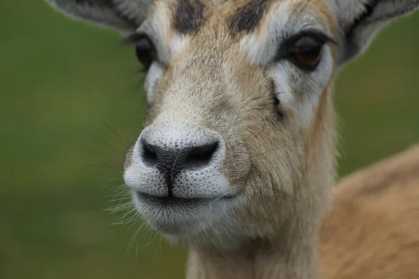 Blackbuck - Antilope cervicapra — Stockfoto