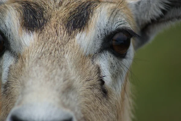 Antilopa Jelení - antilope cervicapra — Stock fotografie