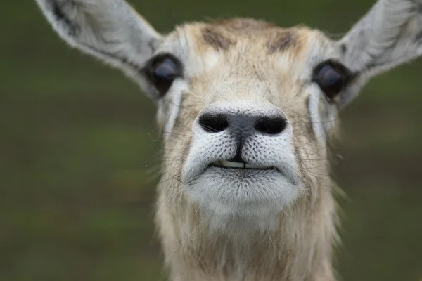 Αντιλόπη - antilope cervicapra — Φωτογραφία Αρχείου