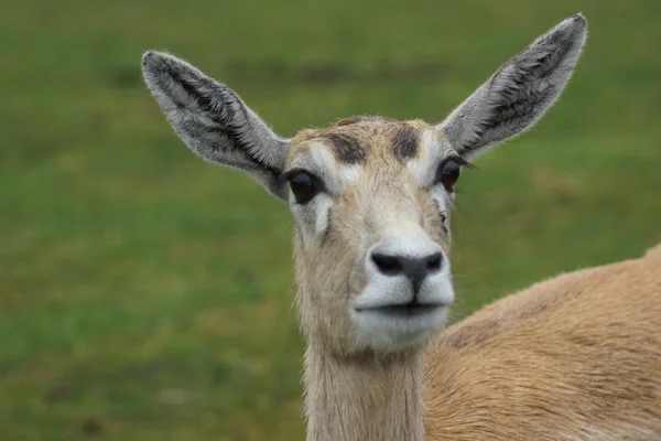 Blackbuck - Antilope cervicapra — Foto Stock