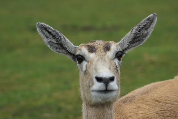 Blackbuck - Antilope cervicapra — Stock Photo, Image