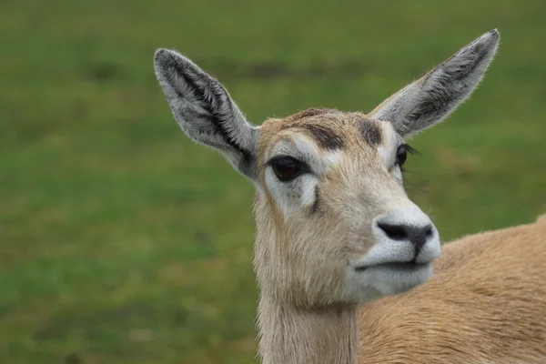 Schwarzbock - Antilope cervicapra — Stockfoto