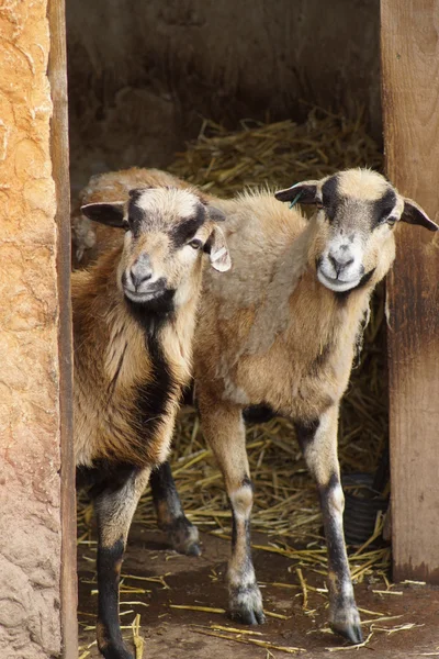 Cameroon Sheep - Ovis aries — Stock Photo, Image
