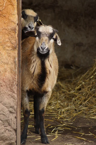 Camarões Ovinos - Ovis aries — Fotografia de Stock