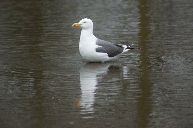 Avrupa ringa martı - Larus argentatus