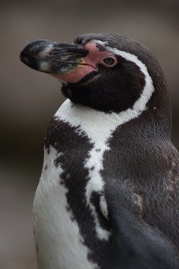 Humboldt Penguin - Spheniscus humboldti clipart