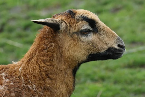 Πρόβατο του Καμερούν - Ovis aries — Φωτογραφία Αρχείου
