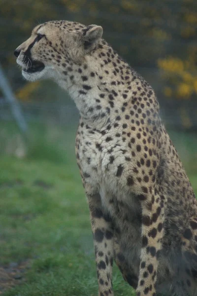 Guepardo - acinonyx jubatus — Fotografia de Stock