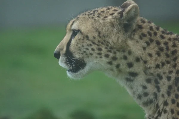 Gepard - acinonyx jubatus — Zdjęcie stockowe