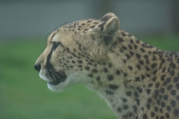 Gepard - acinonyx jubatus — Zdjęcie stockowe