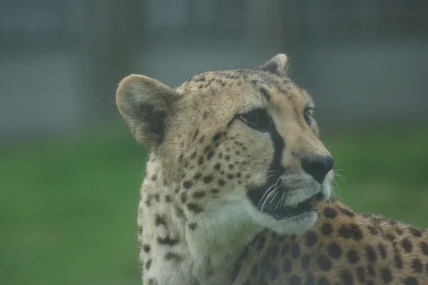 Guepardo - Acinonyx jubatus — Foto de Stock