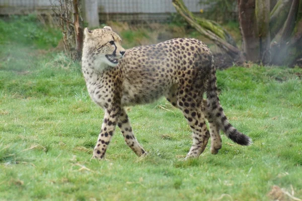 Cheetah - Acinonyx jubatus — Stockfoto