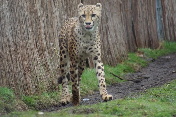 Guepardo - acinonyx jubatus — Fotografia de Stock