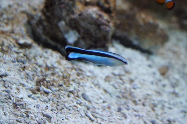 Cleaner Wrasse - Labroides dimidiatus — Stock Photo, Image