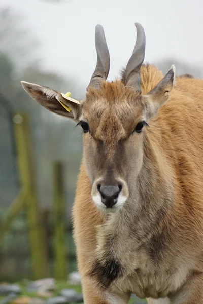 Common Eland - Taurotragus oryx — Stock Photo, Image