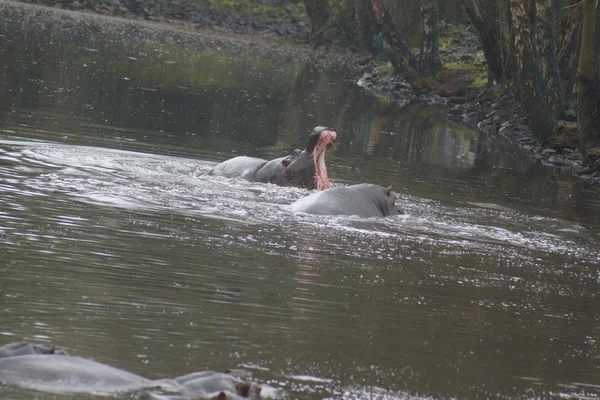 Gemeenschappelijke Hippopotamus - nijlpaard amphibius — Stockfoto