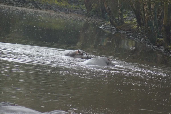 Common Hippopotamus - Hippopotamus amphibius — Stock Photo, Image