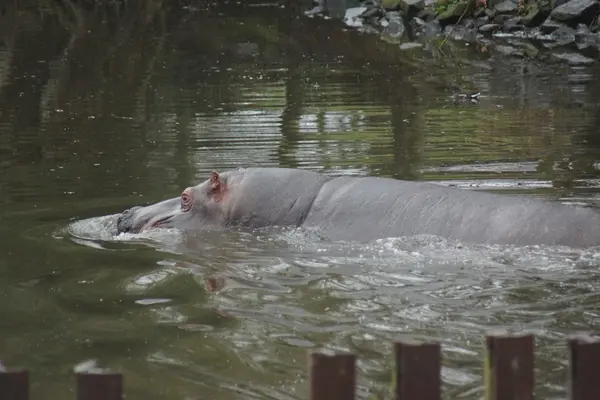 Hippopotame commun - Hippopotame amphibie — Photo