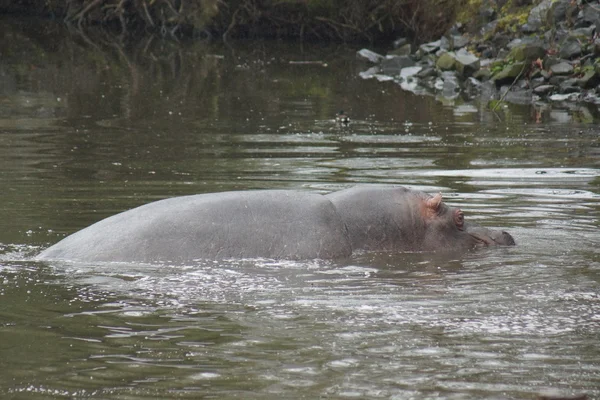 Hippopotame commun - Hippopotame amphibie — Photo