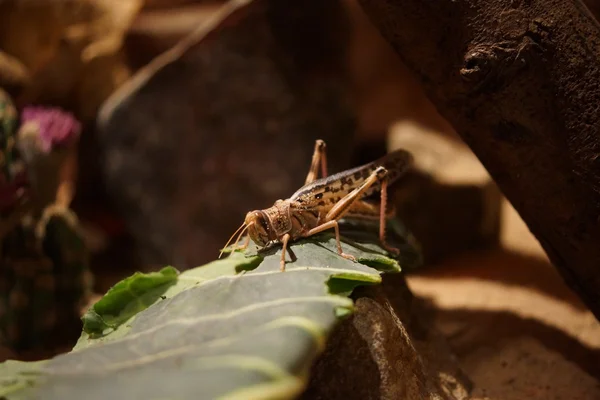 Öken locust - schistocerca gregaria — Stockfoto