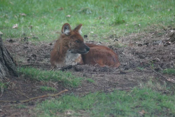 Dhole-豺犬 — 图库照片