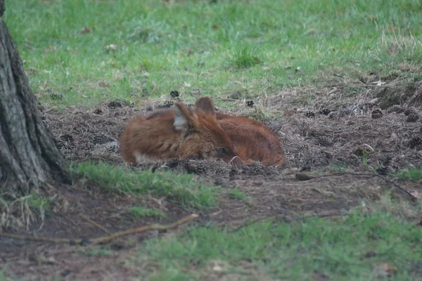 Dhole - Cuon alpinus — Zdjęcie stockowe