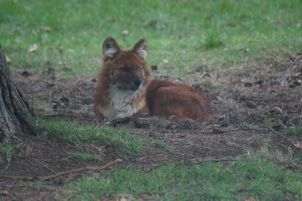 Dhole - Cuon alpinus — Fotografia de Stock