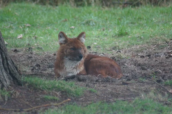 Dhole-豺犬 — 图库照片