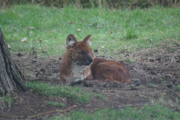 Dhole - Cuon alpinus — Stock Photo, Image