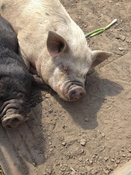 Cerdo doméstico - Sus scrofa domesticus — Foto de Stock