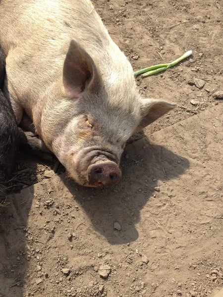 Cerdo doméstico - Sus scrofa domesticus — Foto de Stock