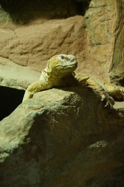 Egyptian Dab Lizard - Uromastyx aegyptia — Stock Photo, Image