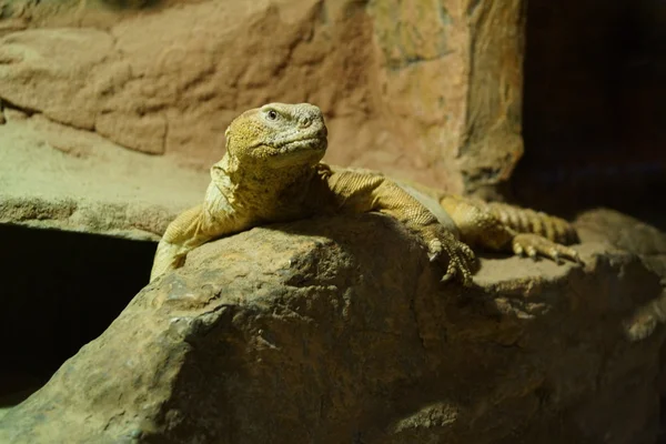 Egipski Dab jaszczurka - Uromastyx aegyptia — Zdjęcie stockowe