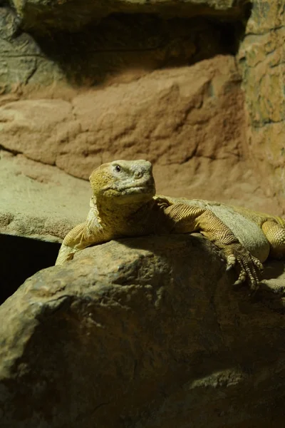 Egyptische Dab Lizard - Uromastyx aegyptia — Stockfoto