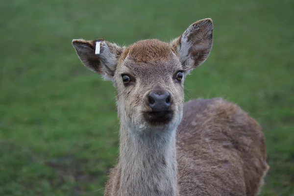 타이완 Sika 사슴-Cervus nippon taioanus — 스톡 사진